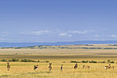 Koks-Kuhantilope (Alcelaphus buselaphus cokii) Herde auf den Ebenen, Masai Mara Nationalreservat, Kenia, Afrika