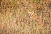 Löwenjunges (Panthera leo) versteckt im hohen Gras, Maasai Mara Nationalreservat, Kenia, Afrika