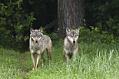 Europäische Wölfe (Canis lupus lupus) im Wildschutzgebiet, Deutschland