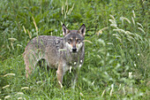 Europäischer Wolf (Canis lupus lupus) im Wildreservat, Deutschland