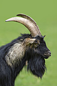 Portrait of Domestic Goat (Capra aegagrus hircus), Pfalz, Rhineland-Palatinate, Germany