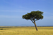 Acacia Tree on the Savanna, Maasai Mara National Reserve, Kenya