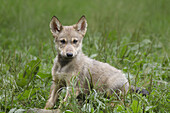 Timberwolfjunges (Canis lupus lycaon) im Wildschutzgebiet, Bayern, Deutschland