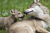 Timberwölfe (Canis lupus lycaon), Erwachsener mit Jungtier, Wildschutzgebiet, Bayern, Deutschland