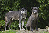 Timberwölfe (Canis lupus lycaon) im Regen, Wildgehege, Bayern, Deutschland
