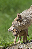 Timberwölfe (Canis lupus lycaon), Erwachsener mit Jungtier, Wildgehege, Bayern, Deutschland