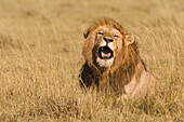 Male African Lion (Panthera leo) in Tall Grass, Maasai Mara National Reserve, Kenya, Africa