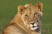 Porträt eines jungen männlichen Löwen (Panthera leo), Maasai Mara National Reserve, Kenia, Afrika