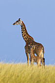 Masai-Giraffe (Giraffa camelopardalis tippelskirchi), Mutter mit Kalb, Maasai Mara Nationalreservat, Kenia, Afrika