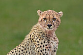 Portrait of Half Grown Cheetah Cub (Acinonyx jubatus), Maasai Mara National Reserve, Kenya, Africa