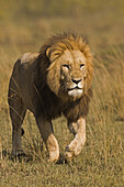 Männlicher Löwe (Panthera leo) auf der Pirsch, Masai Mara Nationalreservat, Kenia
