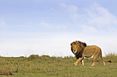 Männlicher Löwe (Panthera leo) in der Savanne, Masai Mara Nationalreservat, Kenia