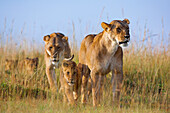 African Lions (Panthera leo) in Grassland, Masai Mara National Reserve, Kenya