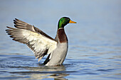 Männliche Stockente (Anas platyrhynchos) mit ausgebreiteten Flügeln im Wasser, Deutschland