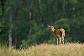 Young Red Deer (Cervus elaphus) in Field, Germany