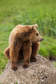 Europäischer Braunbär (Ursus arctos arctos) auf einem Felsen sitzend, Deutschland