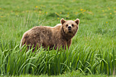 European Brown Bear (Ursus arctos arctos), Germany