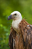 Portrait of Young Griffon Vulture (Gyps fulvus), Germany