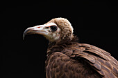 Portrait of Hooded Vulture (Necrosyrtes monachus), Studio Shot