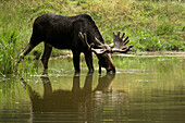 Moose (Alces alces) Drinking, Germany
