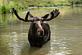 Porträt eines Elchs (Alces alces) im Wasser, Deutschland