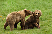 European Brown Bears (Ursus arctos arctos) Playing, Germany