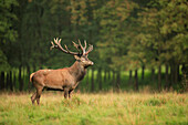 Rothirsch (Cervus elaphus), Deutschland