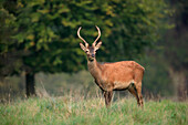 Junger Rothirsch (Cervus elaphus), Deutschland