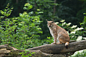 European Lynx in the Forest, Germany