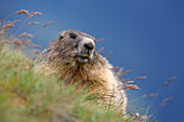 Nahaufnahme Porträt Alpenmurmeltier (Marmota marmota), Nationalpark Hohe Tauern, Österreich