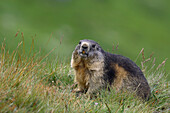 Portrait of Alpine Marmot (Marmota marmota), Hohe Tauern National Park, Austria