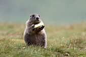 Young Alpine Marmot (Marmota marmota) Eating, Hohe Tauern National Park, Austria