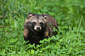 Porträt eines Waschbärenhundes (Nyctereutes procyonoides), Hessen, Deutschland