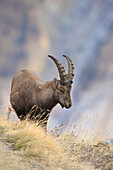 Alpensteinbock (Capra ibex), Nationalpark Gran Paradiso, Italien