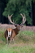Portrait of Red Deer (Cervus elaphus), Germany