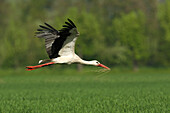 White Stork (Ciconia ciconia) Carrying Grass for Nest, Germany