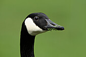 Close-up of Canada Goose (Branta canadensis), Germany