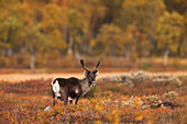 Gebirgswild (Rangifer tarandus tarandus), Schweden
