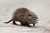 Nasenbär (Myocastor coypus), Deutschland