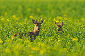 European Roe Deers (Capreolus capreolus) in Canola Field, Germany