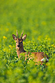 European Roe Deer (Capreolus capreolus) in Canola Field, Germany