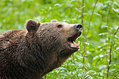 Europäischer Braunbär (Ursus arctos arctos), Nationalpark Bayerischer Wald, Bayern, Deutschland