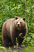European Brown Bear (Ursus arctos arctos), Bavarian Forest National Park, Bavaria, Germany