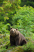 Europäischer Braunbär (Ursus arctos arctos), Nationalpark Bayerischer Wald, Bayern, Deutschland