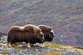 Zwei Moschusochsen (Ovibos moschatus), Dovrefjell-Sunndalsfjella-Nationalpark, Norwegen