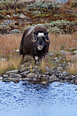 Muskox (Ovibos moschatus), Dovrefjell Sunndalsfjella National Park, Norway