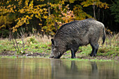 Wildschwein (Sus scrofa) beim Trinken an einer Wasserstelle, Deutschland