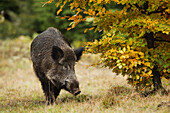 Wild Boar (Sus scrofa), Germany