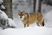 Porträt eines Wolfs (Canis lupus) im Winter, Nationalpark Bayerischer Wald, Bayern, Deutschland