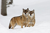 Two Wolves (Canis lupus) in winter, Bavarian Forest National Park, Bavaria, Germany